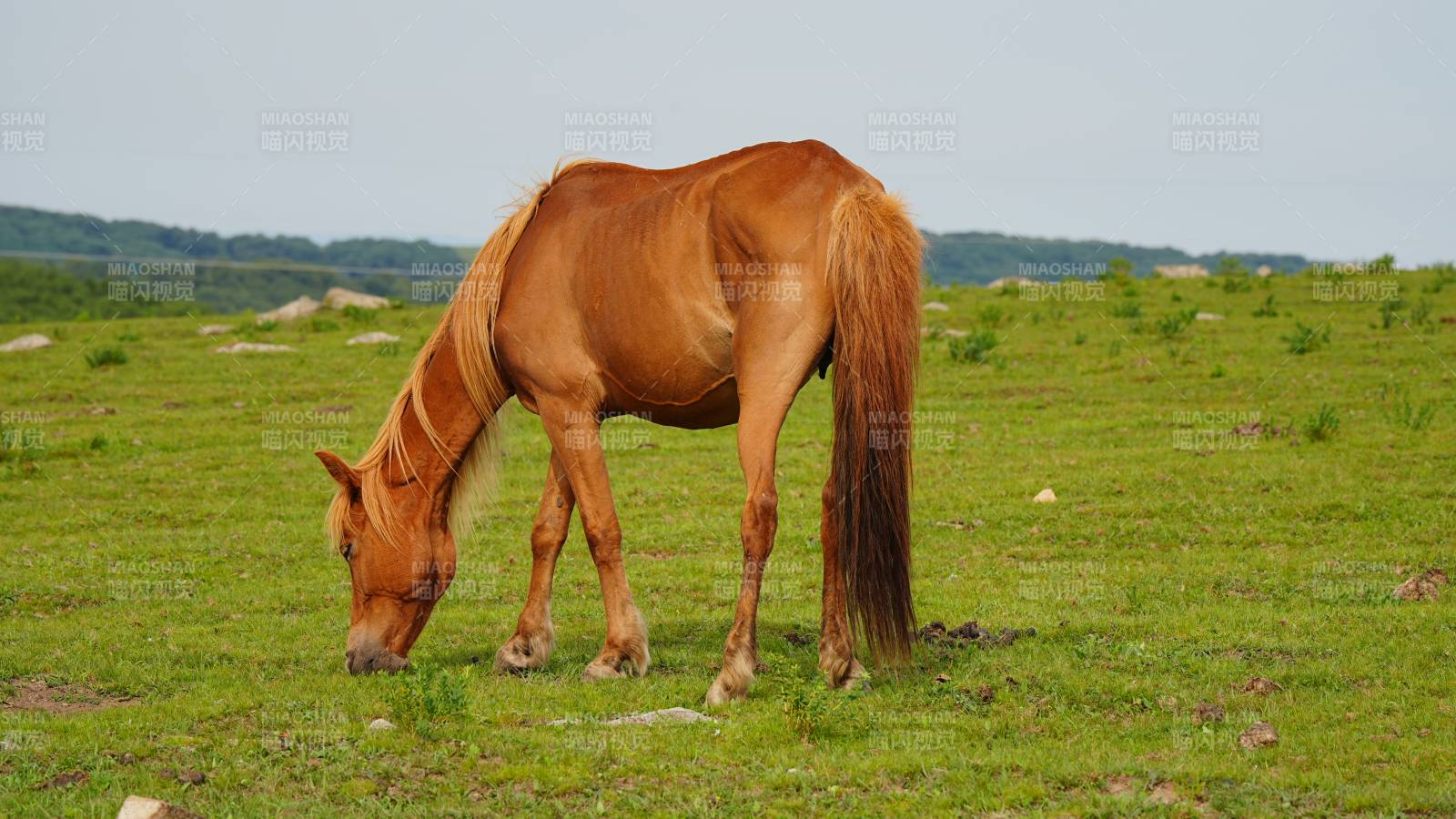 草原上的棕色马图片