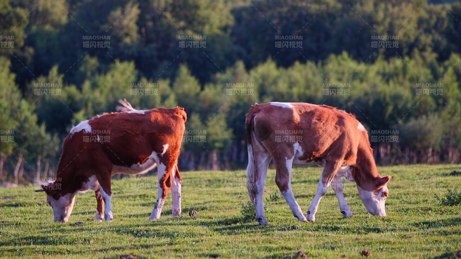 两头牛在草地上吃草图片