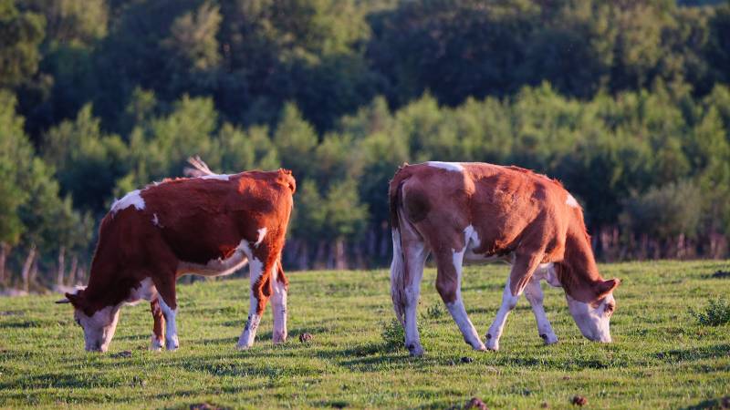两头牛在草地上吃草图片