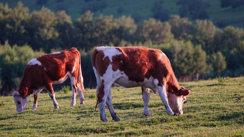 两头牛在草地上吃草图片