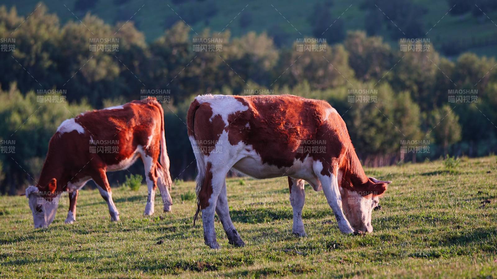 两头牛在草地上吃草图片