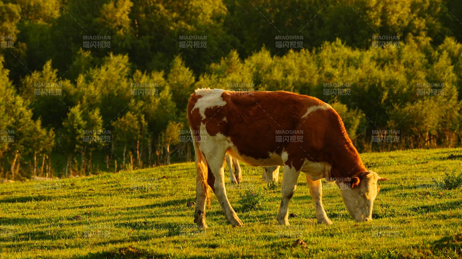 夕阳下的牛儿在吃草图片