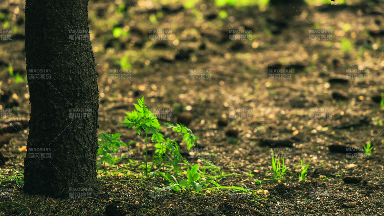 树下的新生绿意图片