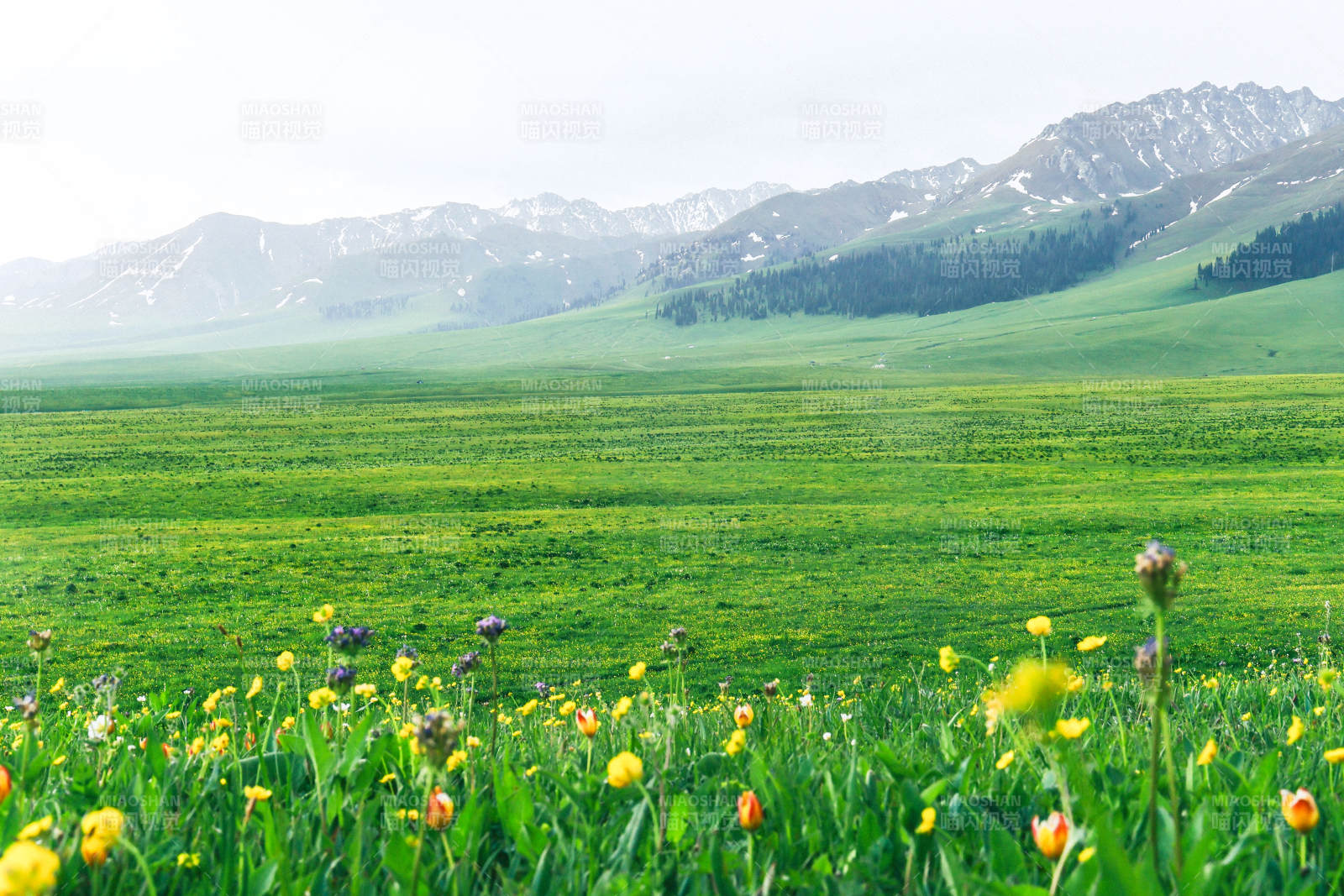 那拉提草原春色 山花烂漫图片