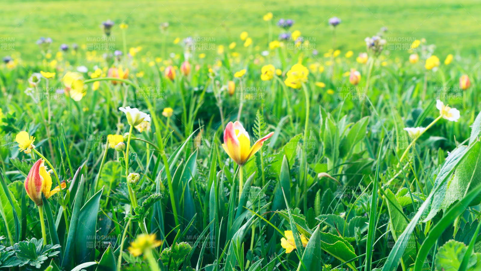 春日花田 色彩斑斓图片