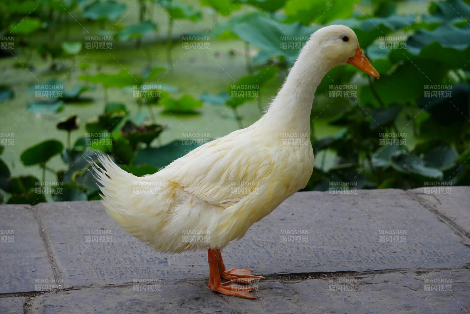 池塘边的白鸭子图片