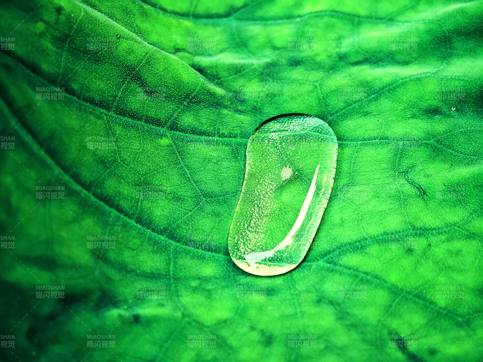 绿色荷叶上晶莹的水滴图片