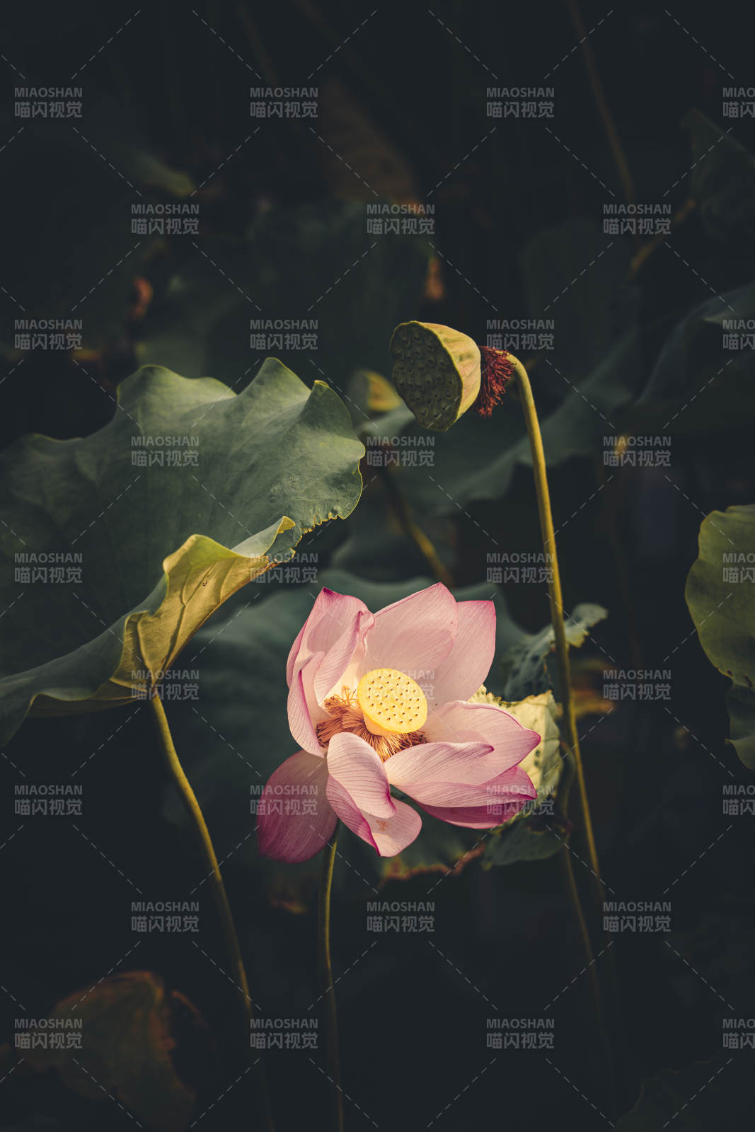 静谧荷塘 粉莲绽放图片