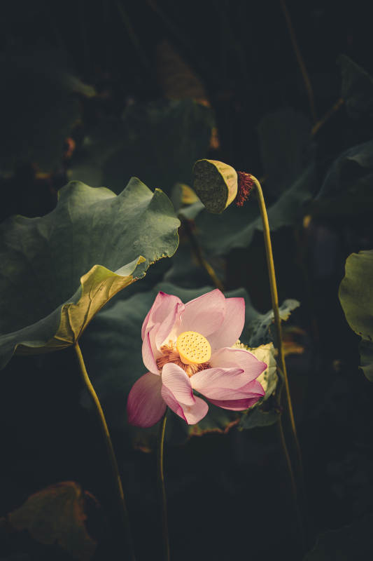 静谧荷塘 粉莲绽放图片