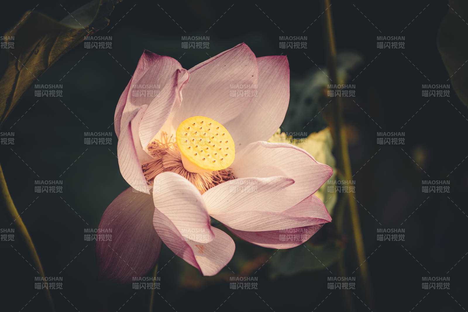 莲花绽放 静谧之美图片