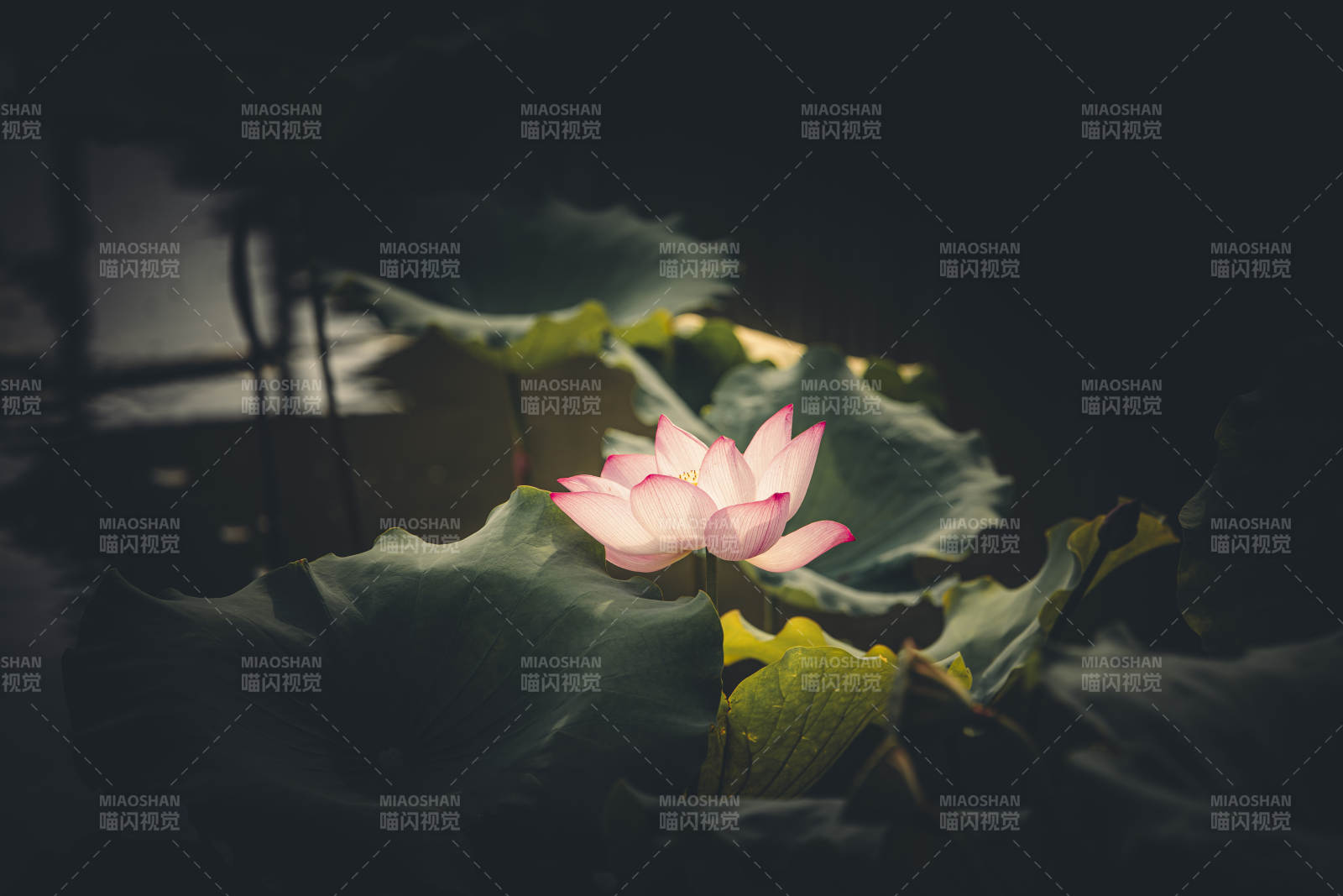 静谧池塘中的莲花绽放图片