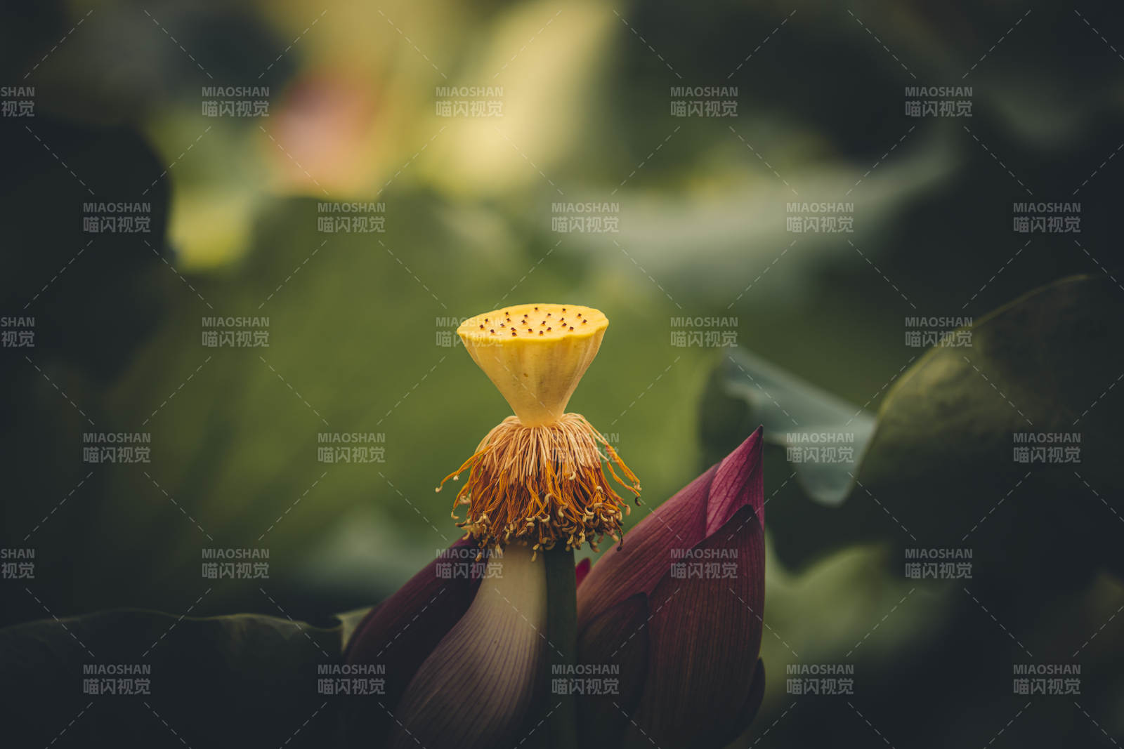 莲花心蕊 静谧之美图片