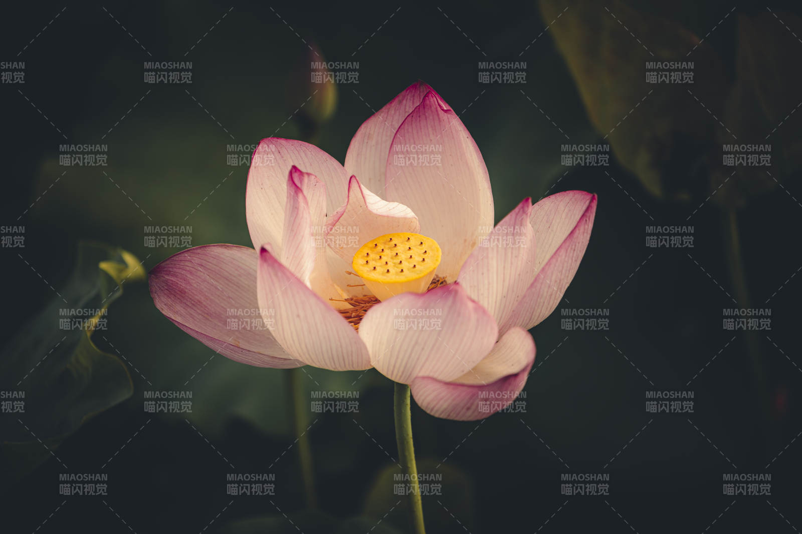 莲花绽放 静谧之美图片