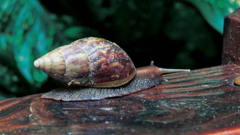 蜗牛在木头上爬行图片