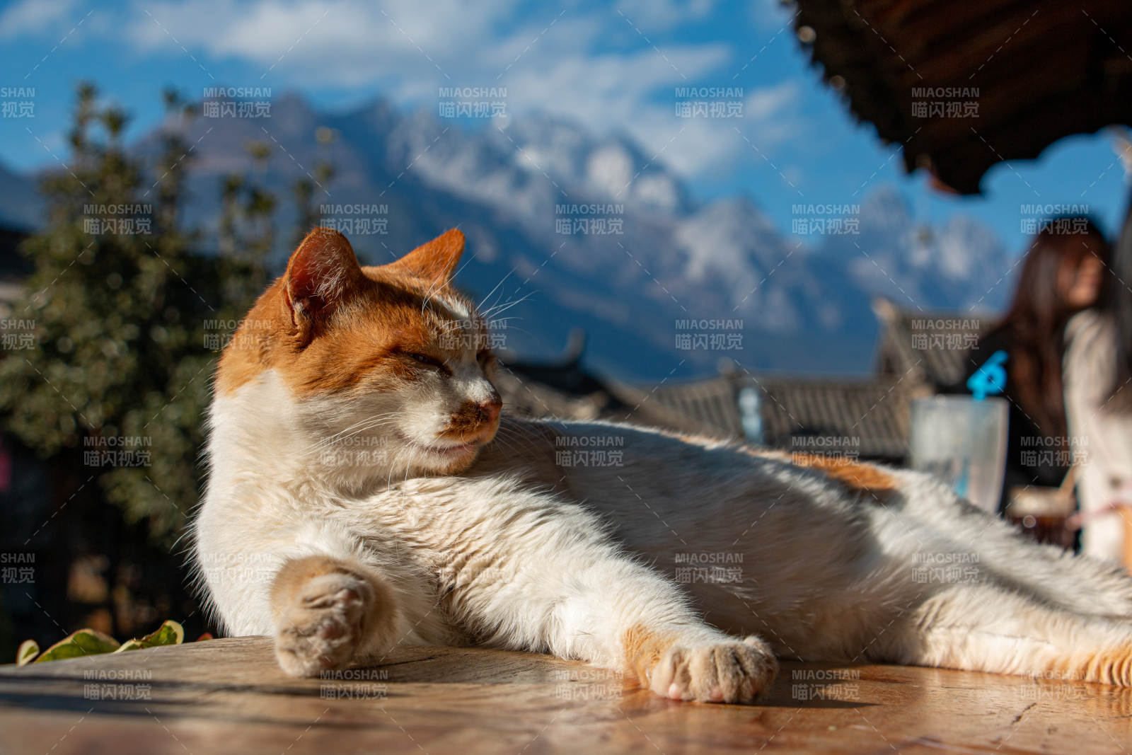 悠闲的猫咪与雪山背景图片