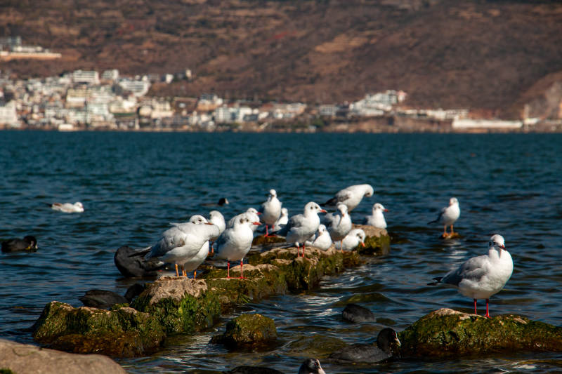 湖畔群鸥栖石上图片