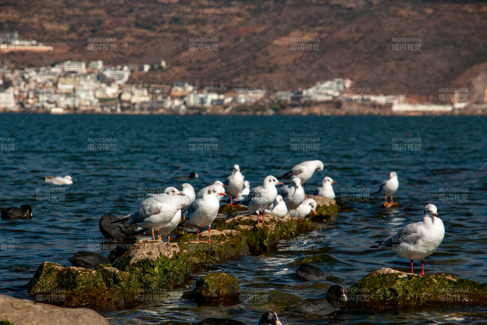 湖畔群鸥栖石上图片