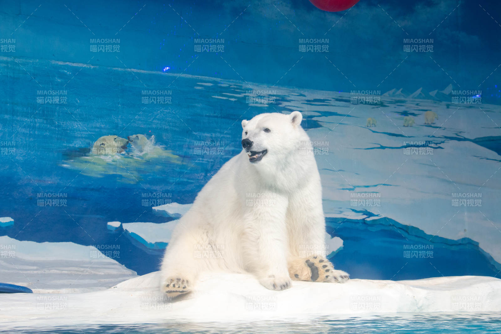 北极熊在冰上休息图片