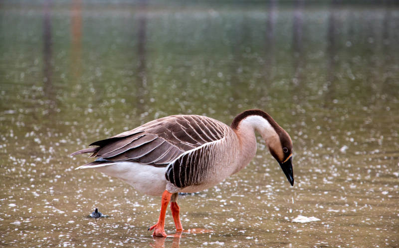 湖边漫步的鹅图片