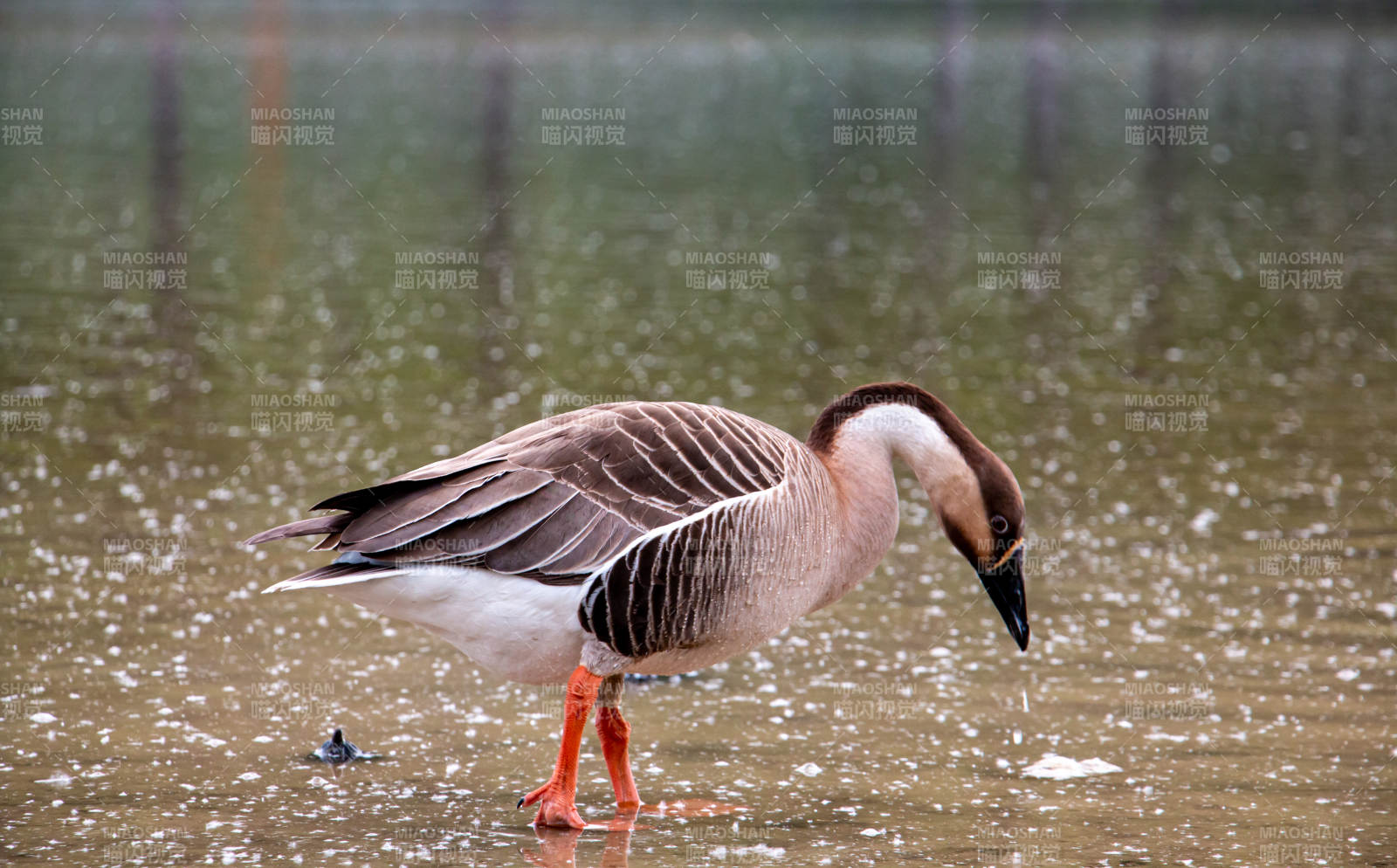 湖边漫步的鹅图片