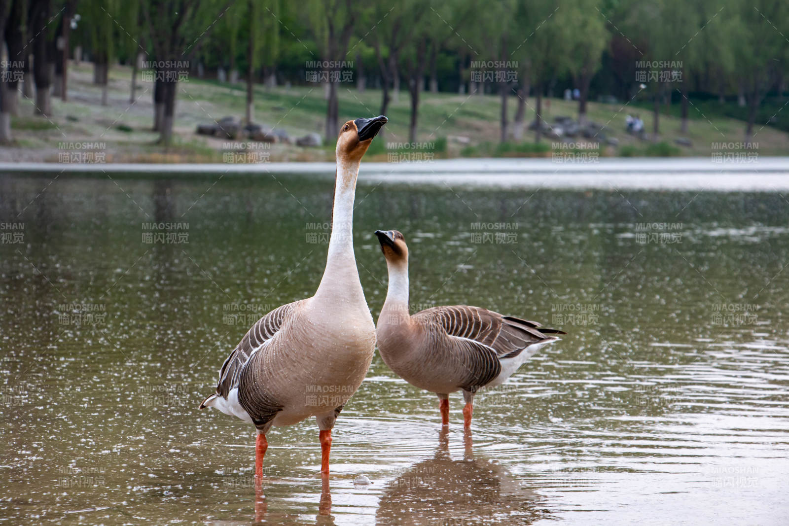 湖畔双鹅 静谧相伴图片
