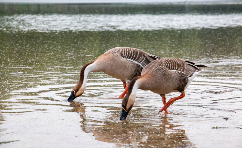 两只鹅在水中觅食图片