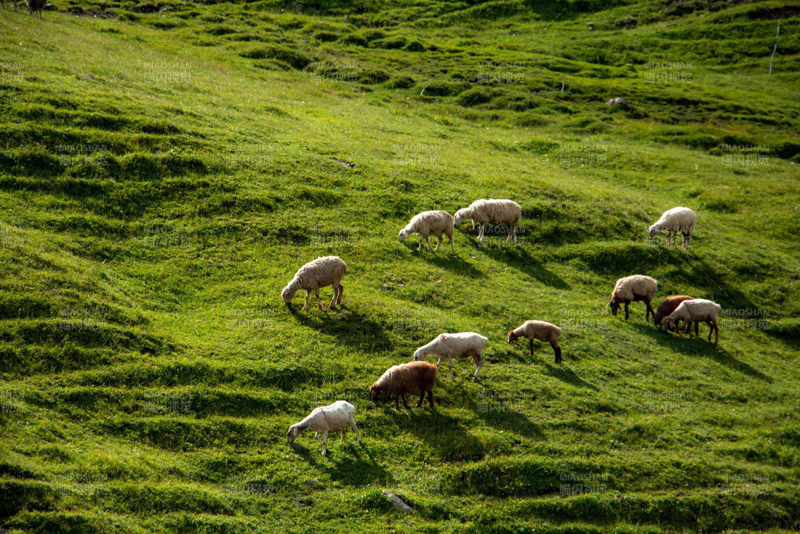 伊犁草原山坡上的羊群图片
