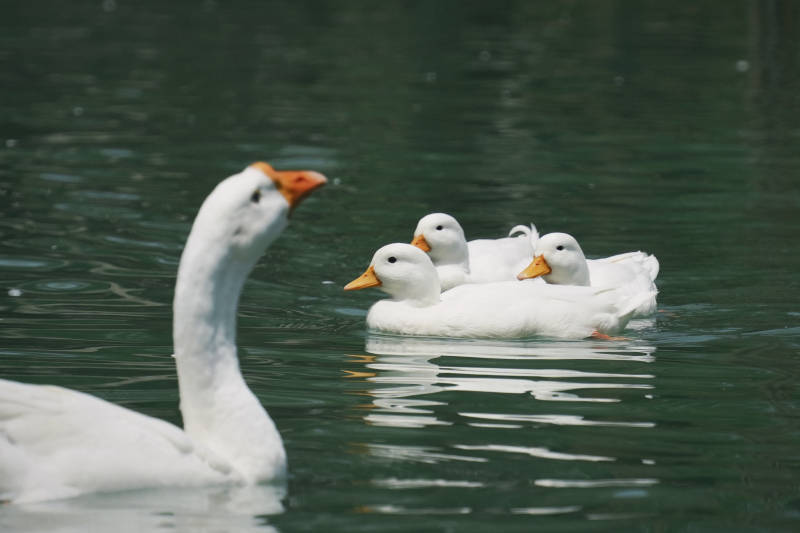湖中白鹅悠闲游弋图片