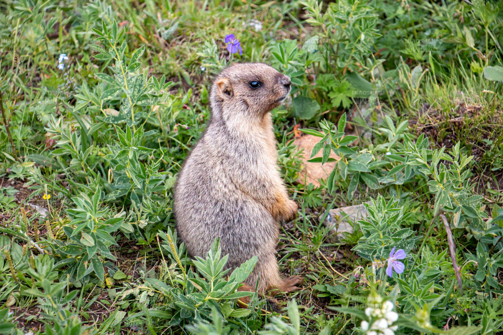 草地上的小土拨鼠图片