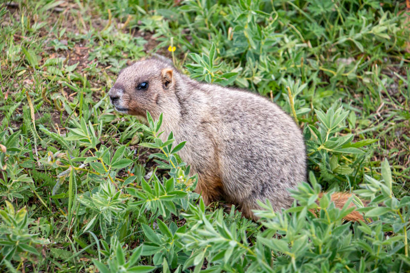 草地中的土拨鼠图片