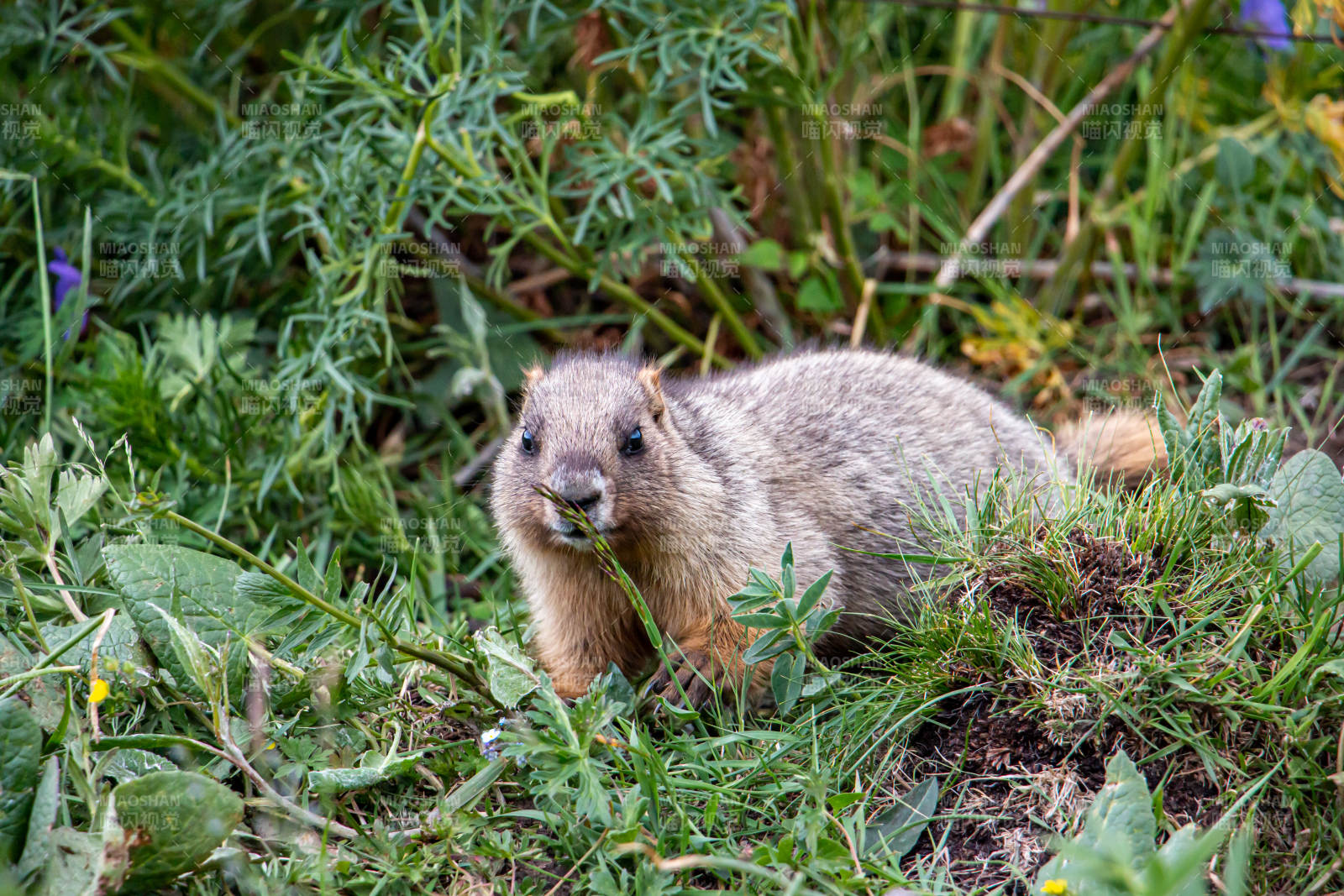 草地上的土拨鼠图片
