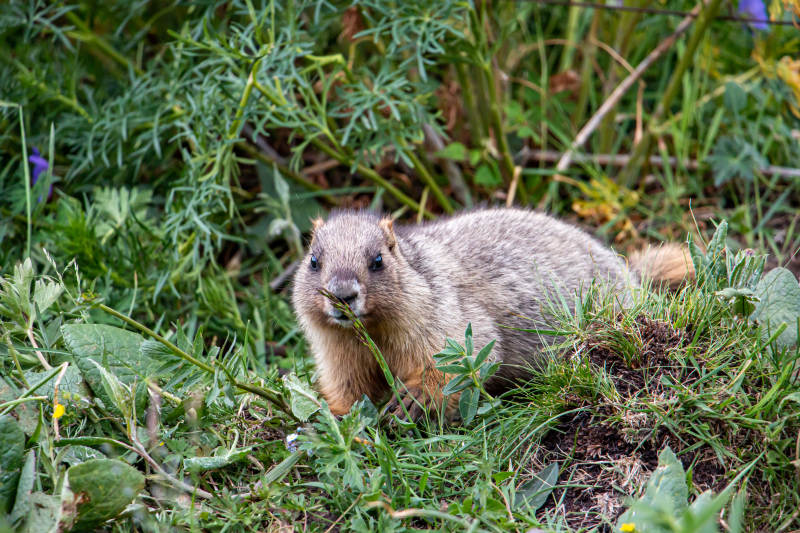 草地上的土拨鼠图片