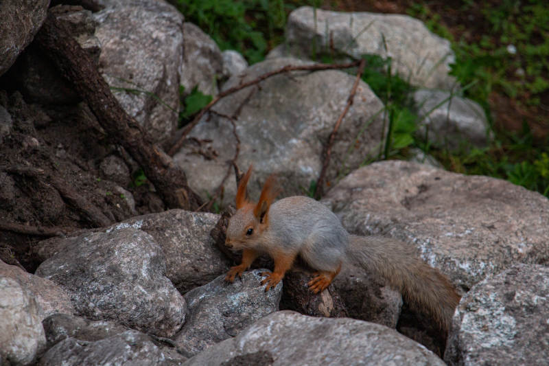 岩石上的小松鼠图片