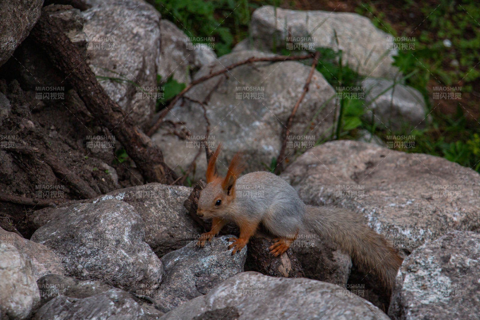 岩石上的小松鼠图片