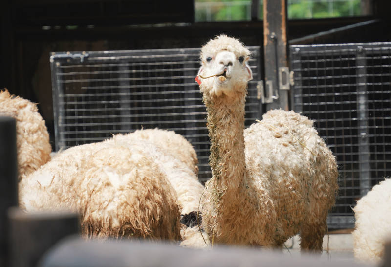 围栏中的羊驼图片