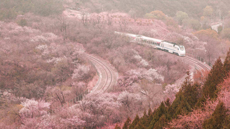北京S2线樱花盛开 列车穿行美景图片