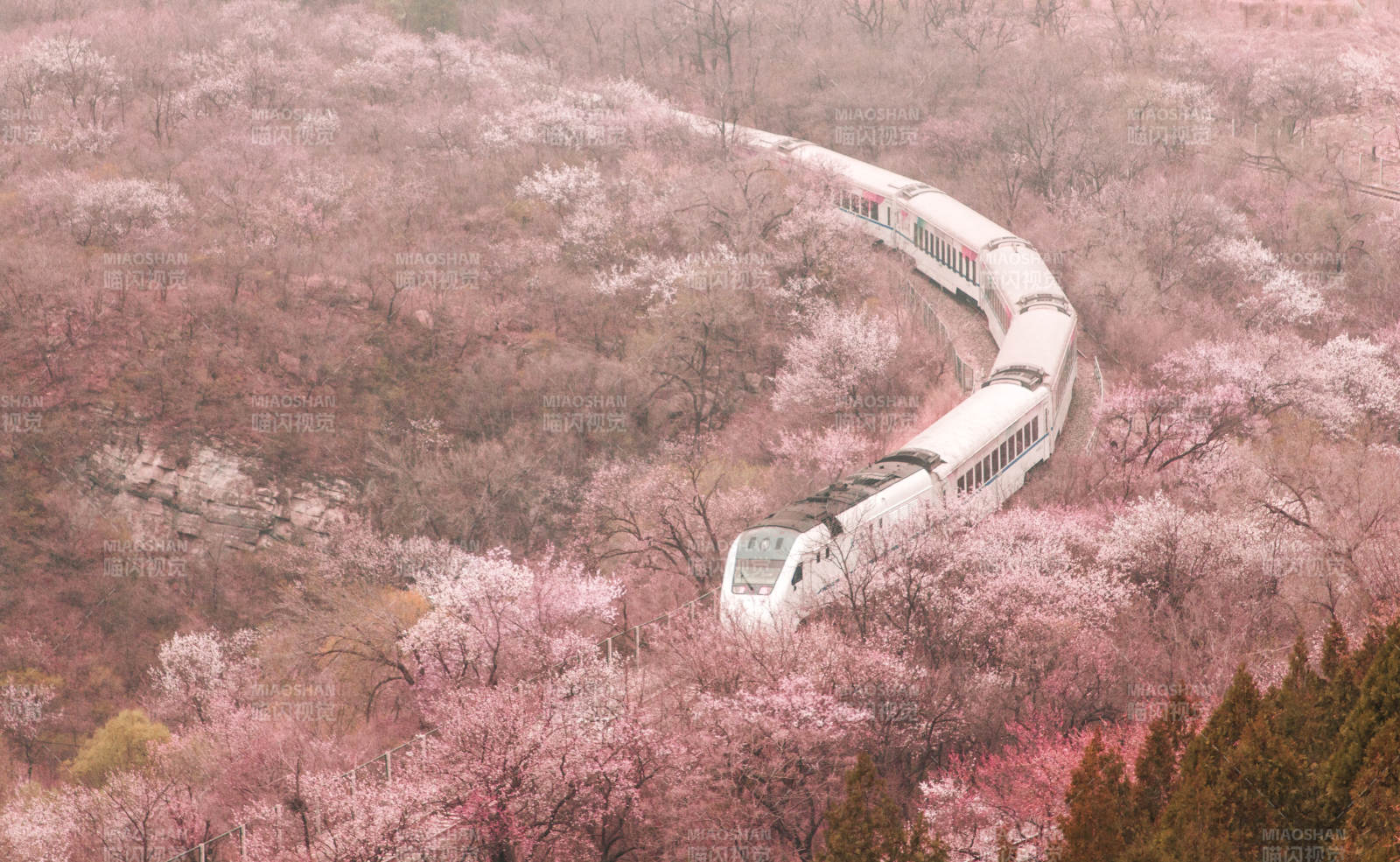 北京S2线樱花丛中列车行图片