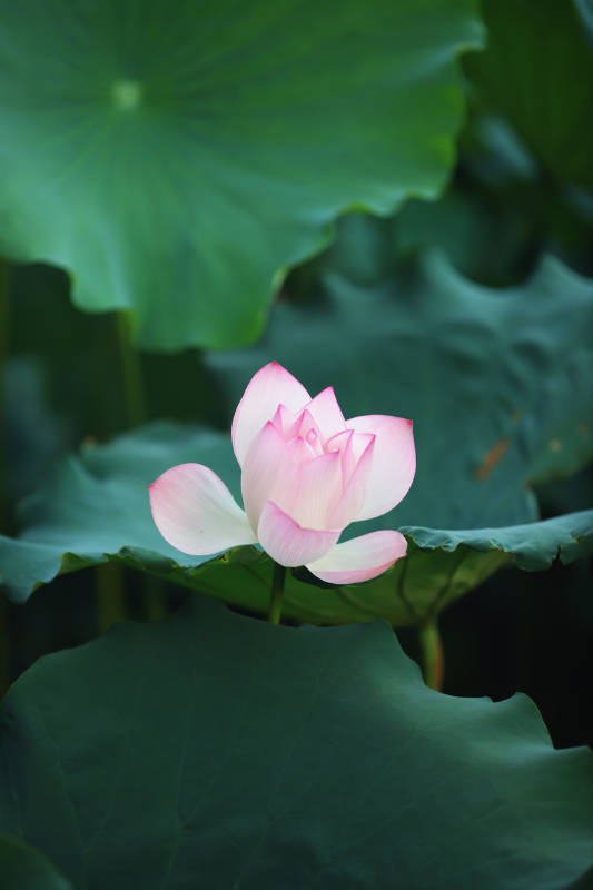 荷叶丛中绽放的莲花图片