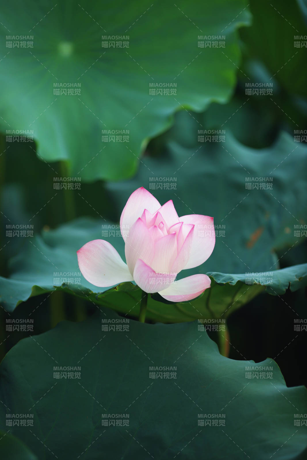 荷叶丛中绽放的莲花图片