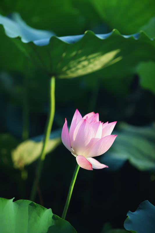 静谧荷塘 粉莲绽放图片