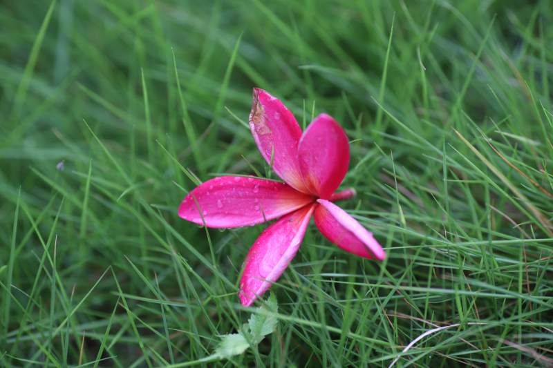 草地上的一朵粉红花图片