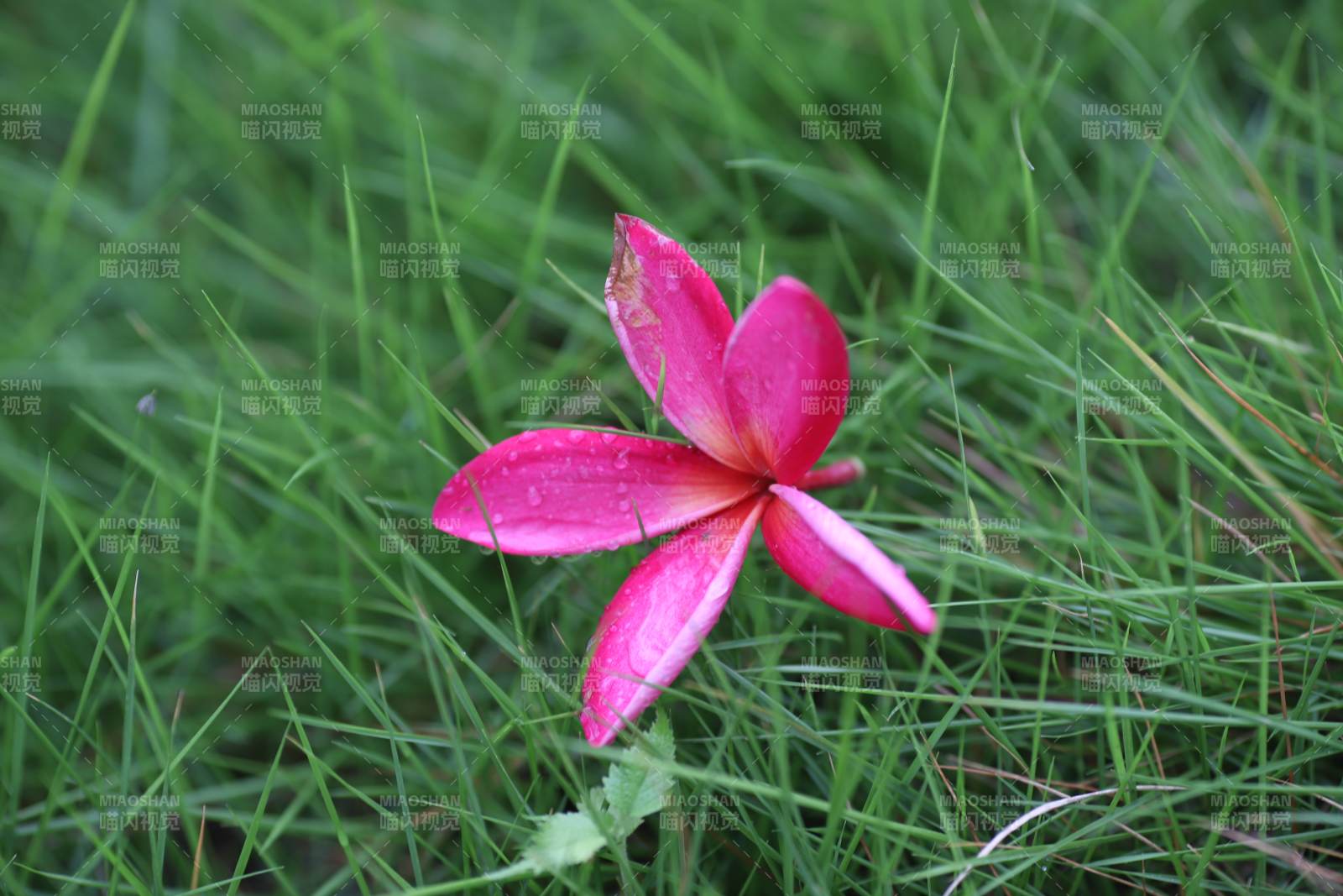 草地上的一朵粉红花图片