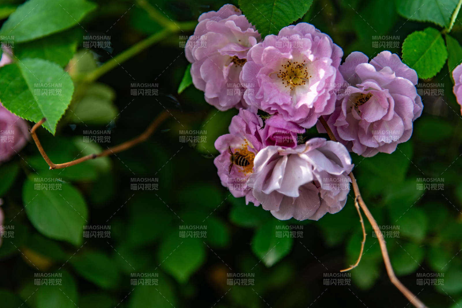 蔷薇花与蜜蜂共舞图片