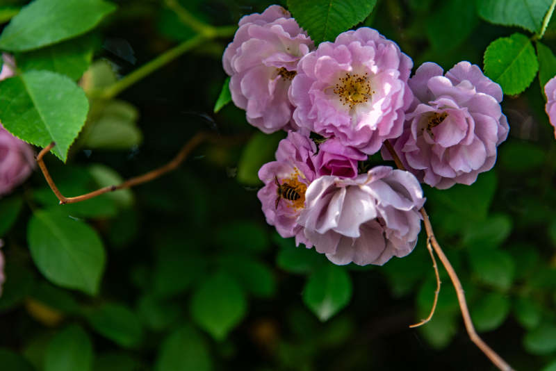 蔷薇花与蜜蜂共舞图片