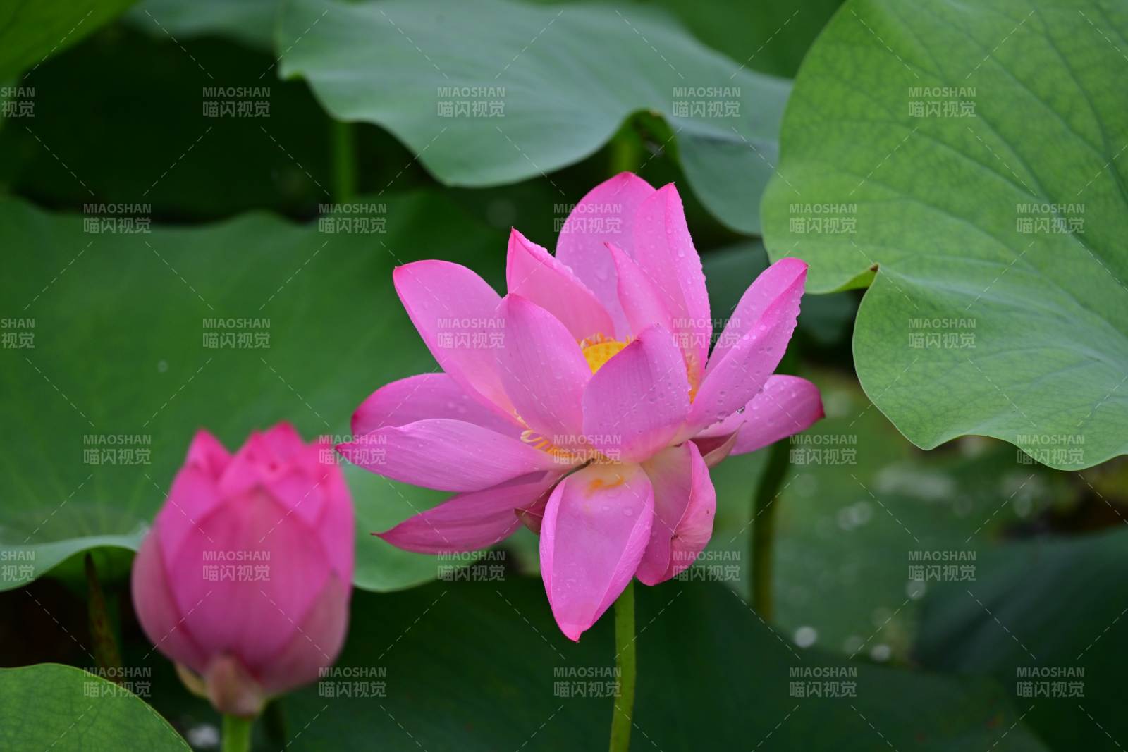 粉嫩莲花静谧绽放图片