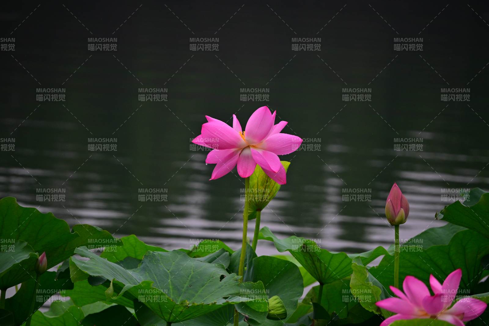 池塘中的粉色莲花图片