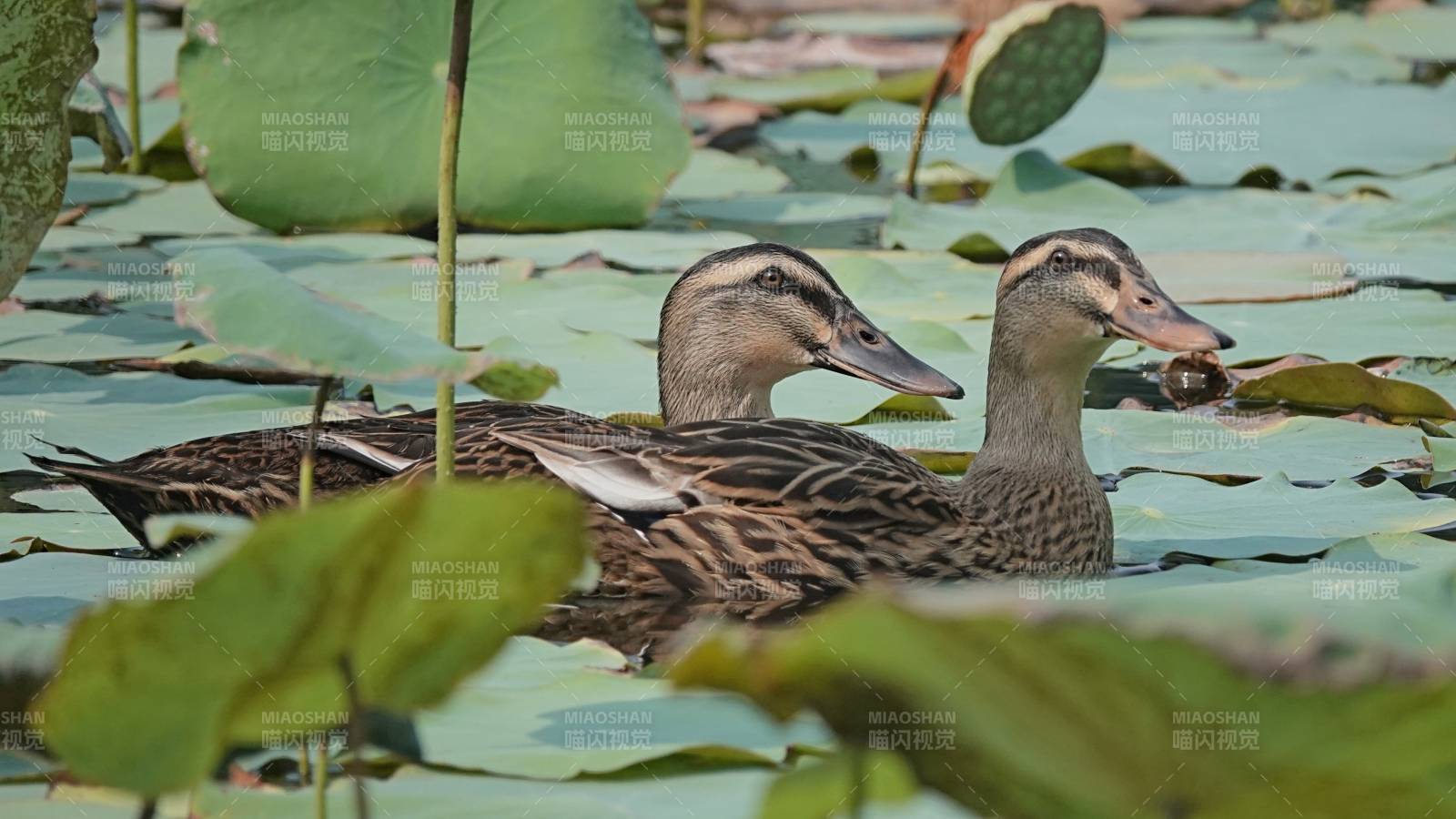 荷塘中的两只鸭子图片