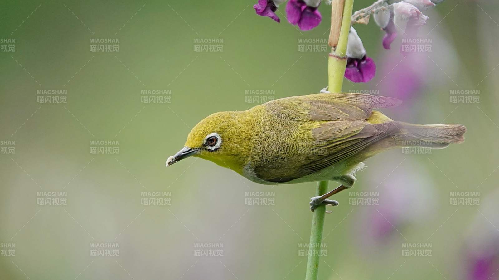 绣眼鸟栖枝 花间静谧图片
