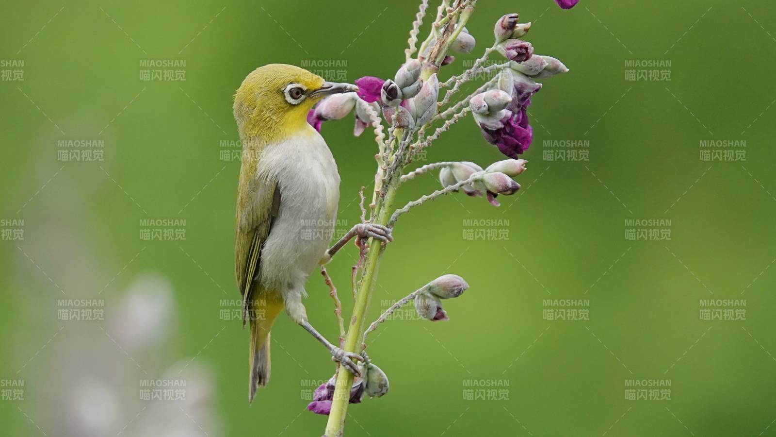 绣眼鸟采蜜 花间嬉戏图片