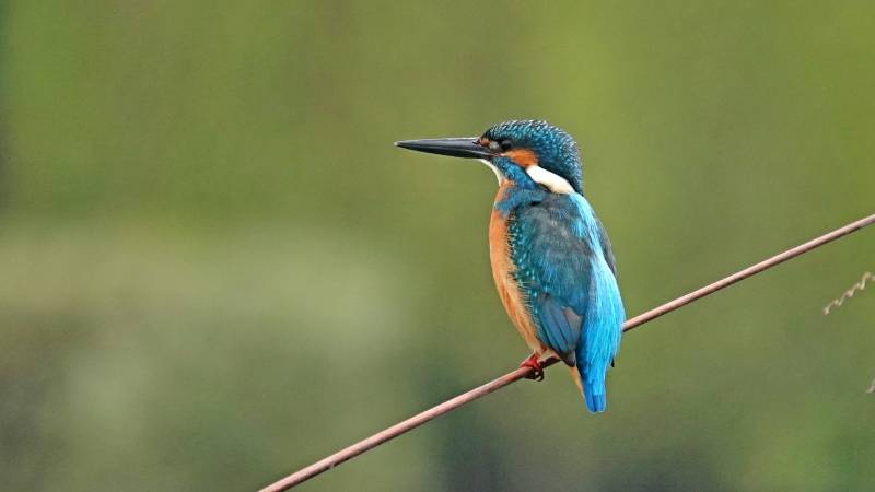 翠鸟栖枝 静谧自然图片